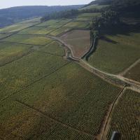 Beaune Premier Cru Champimonts