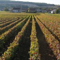 Chassagne Montrachet 