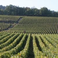 Puligny Montrachet Premier Cru Les Folatières 